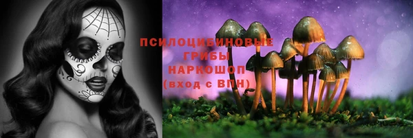 прущие грибы Армянск